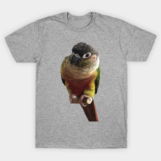 Green Cheek Conure Parrot Bird design, Love for birds T-Shirt by TatianaLG